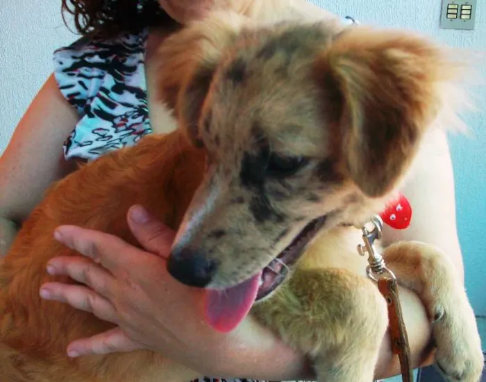 Cachorro ra a SRD idade 2 a 6 meses nome Josh