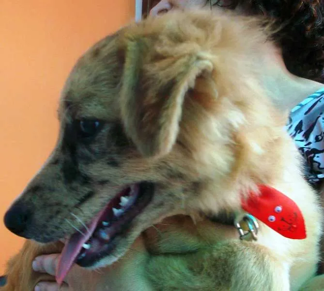 Cachorro ra a SRD idade 2 a 6 meses nome Josh