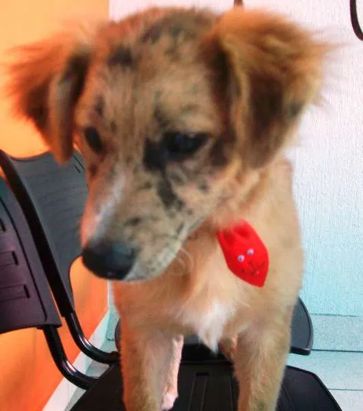 Cachorro ra a SRD idade 2 a 6 meses nome Josh