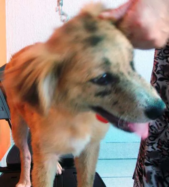 Cachorro ra a SRD idade 2 a 6 meses nome Josh