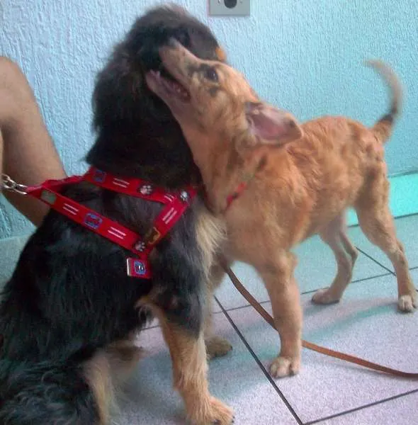 Cachorro ra a SRD idade 2 a 6 meses nome Josh