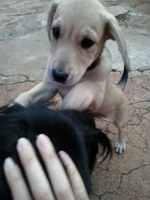 Cachorro ra a vira lata idade 2 a 6 meses nome lindinha