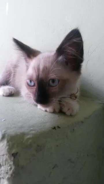 Gato ra a Siamês idade 7 a 11 meses nome Melissa