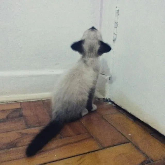 Gato ra a Siamês idade 7 a 11 meses nome Melissa