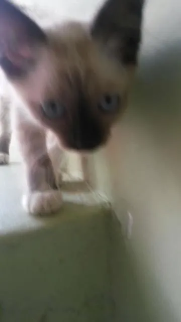 Gato ra a Siamês idade 7 a 11 meses nome Melissa