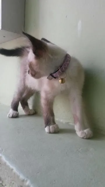 Gato ra a Siamês idade 7 a 11 meses nome Melissa