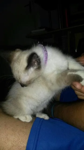 Gato ra a Siamês idade 7 a 11 meses nome Melissa
