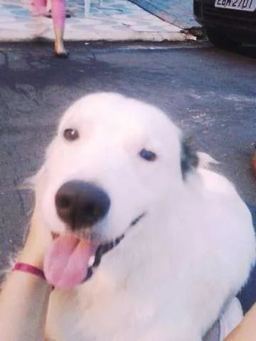 Cachorro ra a não definida idade 1 ano nome Principe