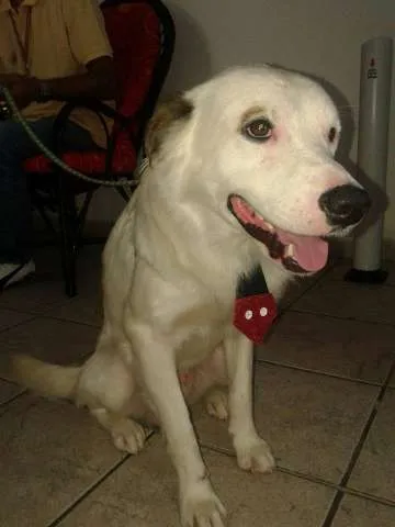 Cachorro ra a não definida idade 1 ano nome Principe