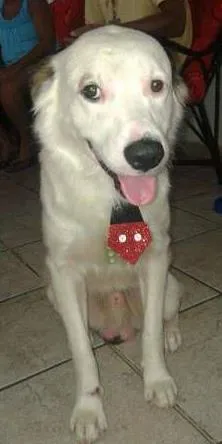 Cachorro ra a não definida idade 1 ano nome Principe