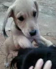 lindinha