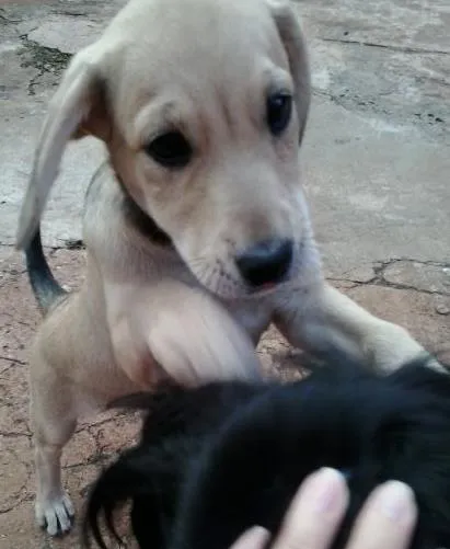 Cachorro ra a vira lata idade 2 a 6 meses nome lindinha