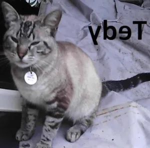 Gato raça SRD idade 4 anos nome Tedy