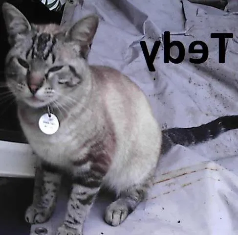 Gato ra a SRD idade 4 anos nome Tedy