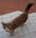 Peludinho