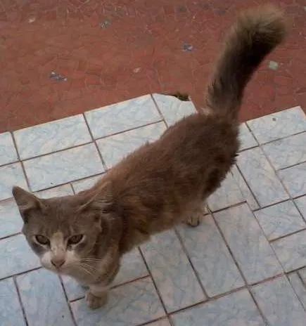 Gato raça SRD idade 2 a 6 meses nome Peludinho