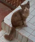 Peludinho