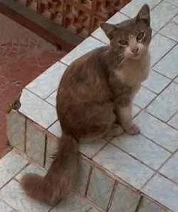 Gato raça SRD idade 2 a 6 meses nome Peludinho