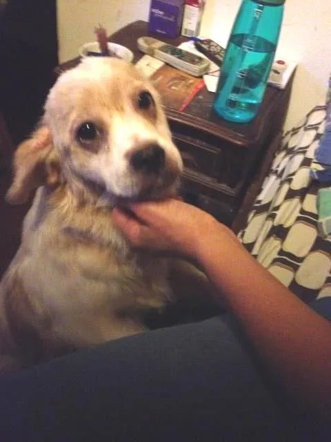 Cachorro raça  idade  nome Bebe