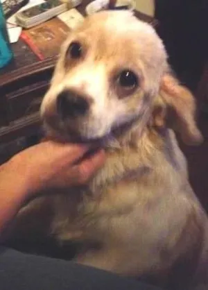Cachorro raça  idade  nome Bebe
