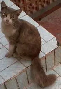 Gato raça SRD idade 2 a 6 meses nome Peludinho