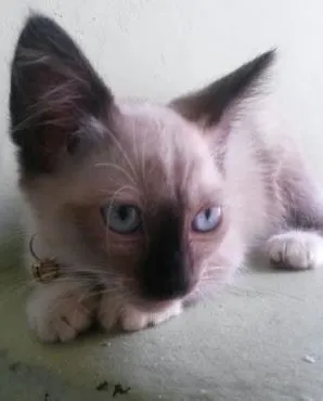 Gato raça Siamês idade 7 a 11 meses nome Melissa