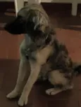 Magrelo