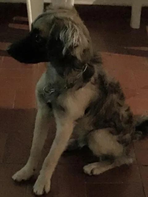 Cachorro ra a SRD idade 7 a 11 meses nome Magrelo