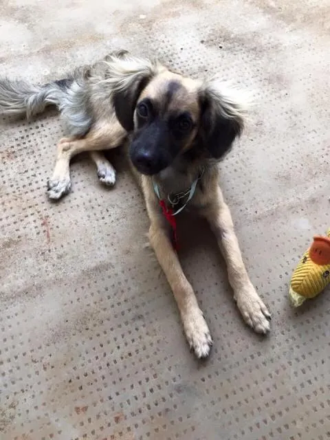 Cachorro ra a SRD idade 7 a 11 meses nome Magrelo