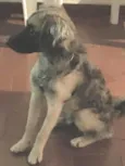 Magrelo