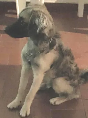 Cachorro raça SRD idade 7 a 11 meses nome Magrelo