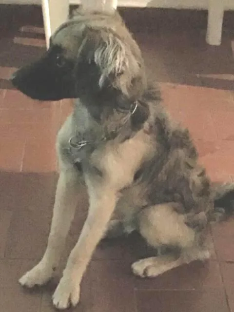 Cachorro ra a SRD idade 7 a 11 meses nome Magrelo