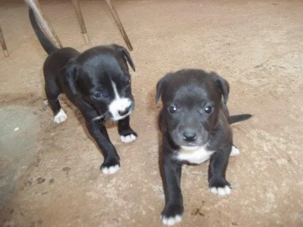 Cachorro raça vira lata idade 2 a 6 meses nome sem nomes
