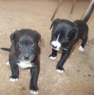 Cachorro raça vira lata idade 2 a 6 meses nome sem nomes