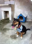 Cachorro raça não definida idade 1 ano nome toquinho