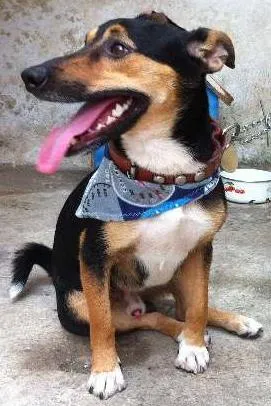 Cachorro raça não definida idade 1 ano nome toquinho