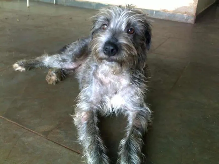 Cachorro ra a SRD idade 1 ano nome Mimo