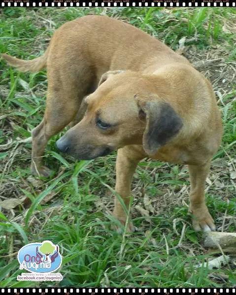Cachorro ra a SRD idade 5 anos nome Cap
