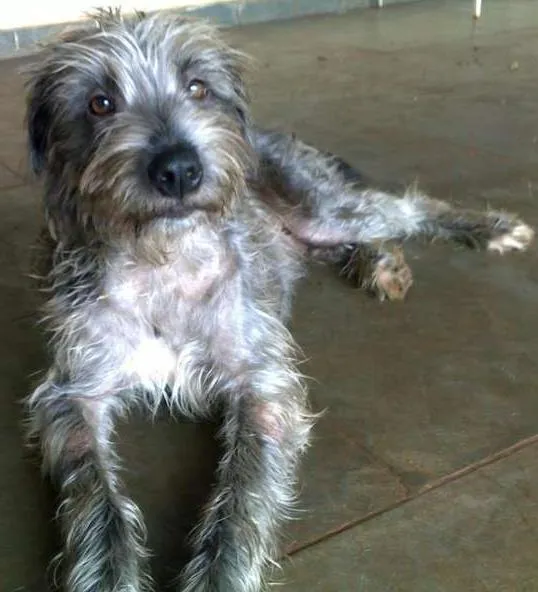 Cachorro ra a SRD idade 1 ano nome Mimo