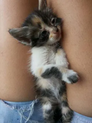 Gato raça SRD idade 2 a 6 meses nome Kiara