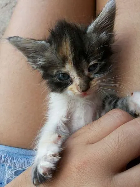 Gato ra a SRD idade 2 a 6 meses nome Kiara