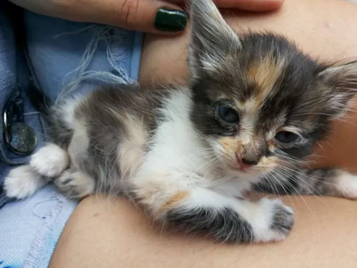 Gato ra a SRD idade 2 a 6 meses nome Kiara