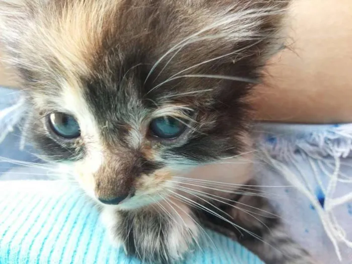 Gato ra a SRD idade 2 a 6 meses nome Kiara