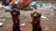 tico e teco