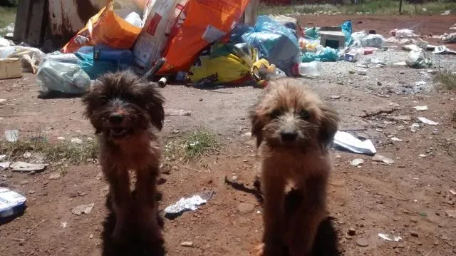 Cachorro raça vira lata idade 7 a 11 meses nome tico e teco