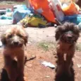 tico e teco