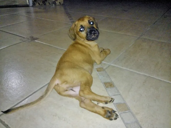 Cachorro ra a SRD idade 2 a 6 meses nome Luka