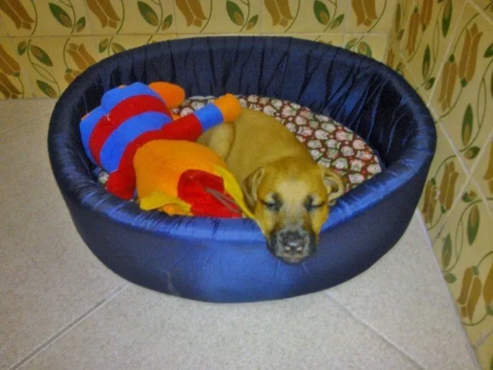 Cachorro ra a SRD idade 2 a 6 meses nome Luka