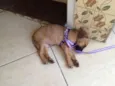 Luka