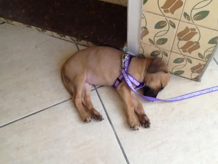 Cachorro ra a SRD idade 2 a 6 meses nome Luka